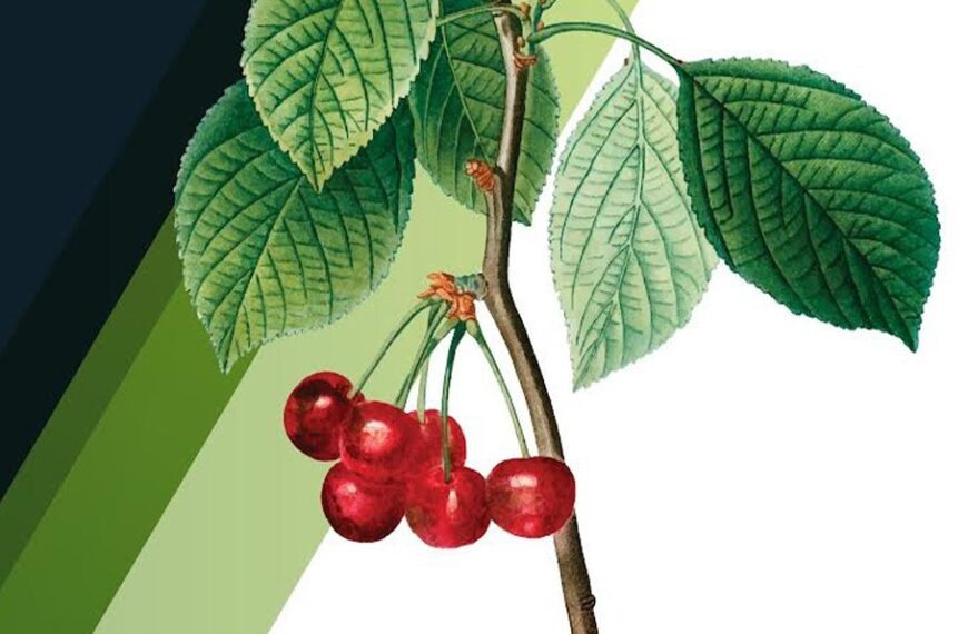 Bölge Kirazının İyileştirilmesine Yönelik Seminer