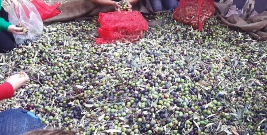 Türk Azınlık İlkokulu İdadiye’den “ZEYTİNİN SERÜVENİ” etkinliği