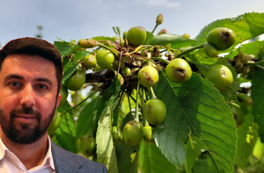 “Kuruyan kiraz ağaçlarına ilişkin bir zarar tespit çalışması yapılmış mıdır?”