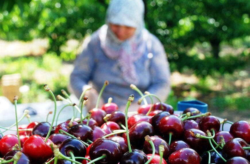 Rodop’ta Kiraz Üreticisi İsyanda: Aylardır Tazminat Yok!