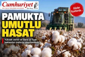Pamukta hasat öncesi umutlu bekleyiş!