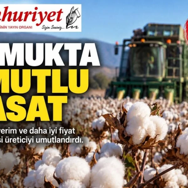 Pamukta hasat öncesi umutlu bekleyiş!