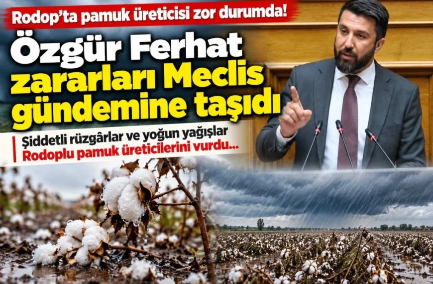 Rodop’ta pamuk üreticisi zor durumda! Özgür Ferhat zararların tazmin edilmesini istedi…