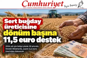 Sert buğday üreticisine dönüm başına 11,5 euro destek